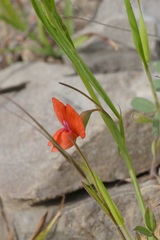 Lathyrus sphaericus