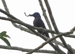 Onychognathus fulgidus