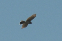 Accipiter gentilis