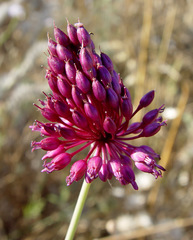 Allium phanerantherum