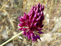 Allium phanerantherum