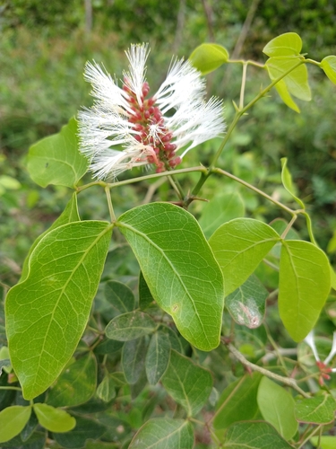 Pithecellobium insigne