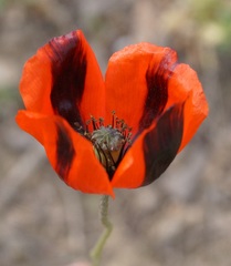 Papaver dubium stevenianum