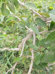 Pithecellobium insigne