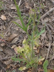 Papaver dubium stevenianum