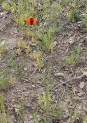 Papaver dubium stevenianum
