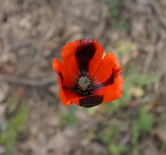 Papaver dubium stevenianum