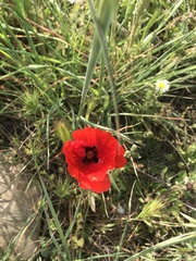 Papaver rhoeas
