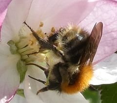 Bombus pascuorum