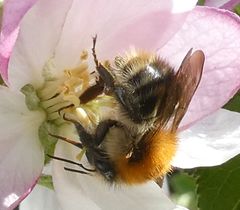 Bombus pascuorum