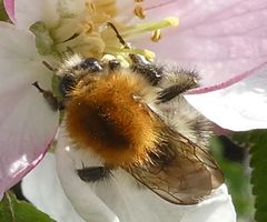 Bombus pascuorum