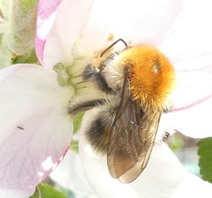 Bombus pascuorum