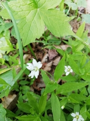Pseudostellaria europaea