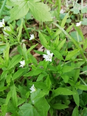 Pseudostellaria europaea
