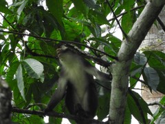 Cercopithecus ascanius whitesidei