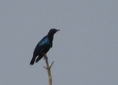 Hylopsar purpureiceps