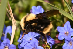 Bombus fervidus