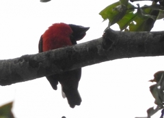 Malimbus erythrogaster