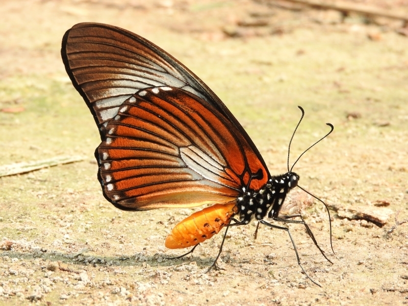 ザルモクシスオオアゲハ (Papilio zalmoxis) · iNaturalist