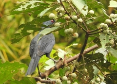 Onychognathus fulgidus