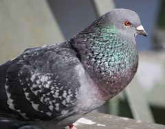 Columba livia domestica