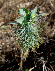 Euphorbia aleppica