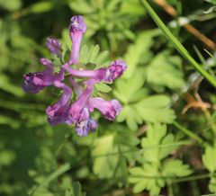 Corydalis solida