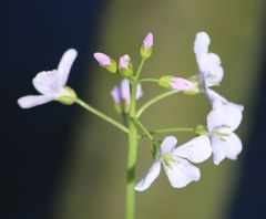 Cardamine pratensis