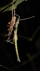 Creoxylus