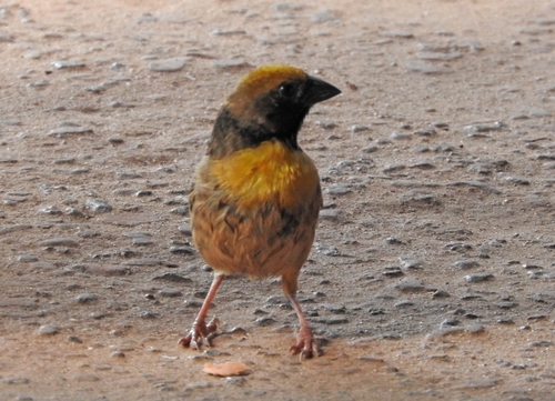 iNaturalist image