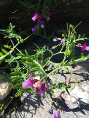 Lathyrus clymenum