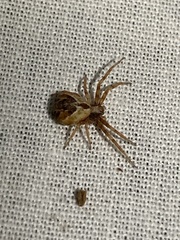 Philodromus floridensis