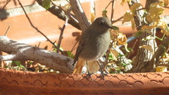 Phoenicurus ochruros
