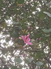 Angiospermae