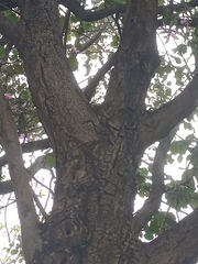 Angiospermae