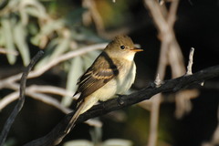 Empidonax traillii traillii