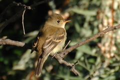 Empidonax traillii traillii