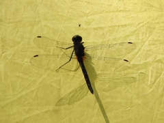 Trithetrum congoense