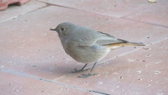 Phoenicurus ochruros