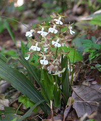 Calanthe discolor