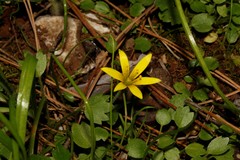 Gagea peduncularis