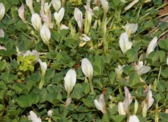 Trifolium uniflorum