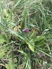 Lamium purpureum