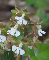 Calanthe discolor