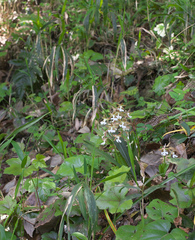 Calanthe discolor