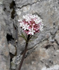 Valeriana italica