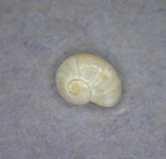 Teinostoma supravallatum