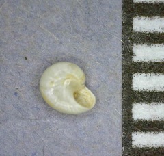 Teinostoma supravallatum