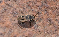 Graptopeltus lynceus