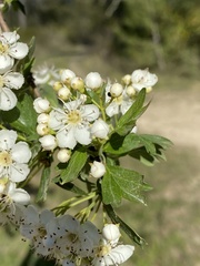 Crataegus